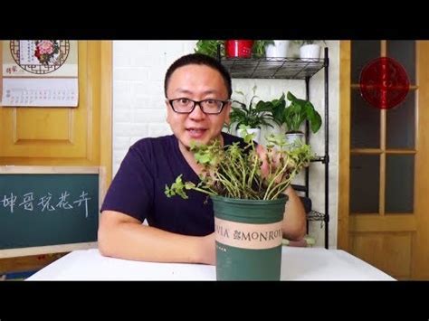 植物枯萎風水